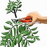 Malah lebih banyak kacang - (lebih) Potong batang