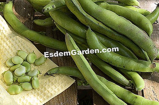 Malah lebih banyak kacang - (anda) Malah lebih banyak kacang