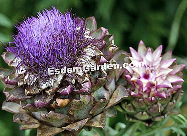 Fertiliza la alcachofa - (fertilizar) Alcachofa en flor
