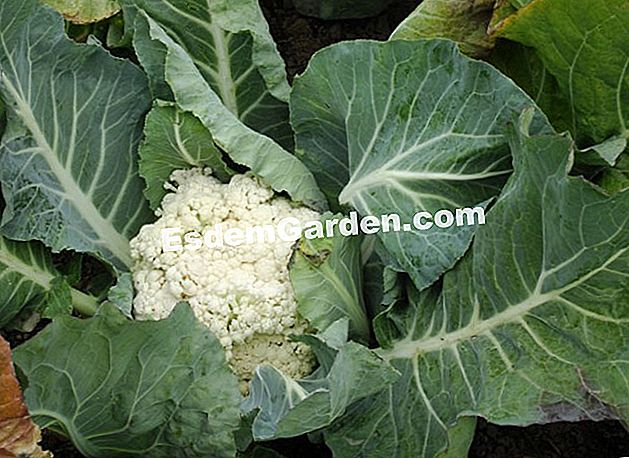 Bubur kembang kol - (untuk) Early Cauliflower 'Amsterdam' - EsdemGarden