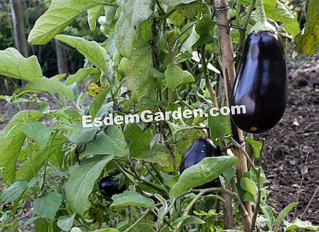 Befruchten Auberginen - (eines) Auberginenfüße im Gemüsegarten