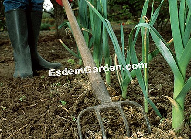 Menyuburkan leek - (nitrogen) Leek itu menuntut nitrogen tetapi tidak menyokong baja segar. Pengambilan tanduk hancur semasa kebudayaan, diikuti dengan menggaru, adalah penyelesaian yang baik - EsdemGarden