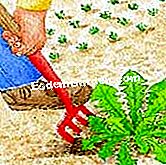 Fortarea si albirea papadiei - (rădăcinile) Rădăcină rădăcinile