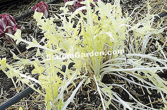 Fortarea si albirea papadiei - (cutie) F.Marre - EsdemGarden - Câmpul Pagaille