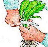 Forcieren der Chicorée Laub entfernen