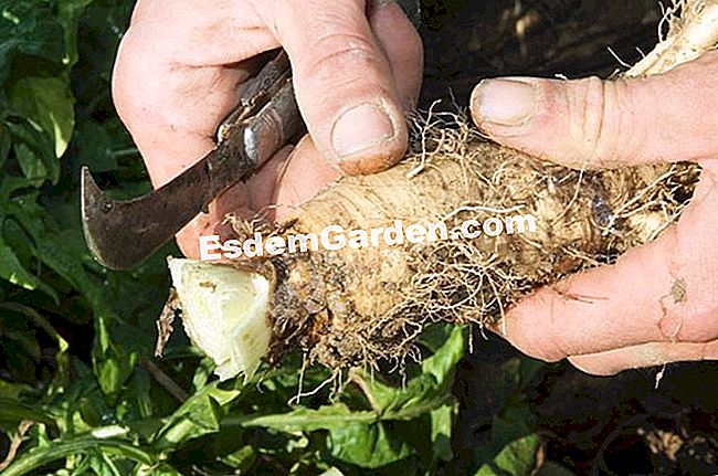 Forcieren der Chicorée F.Marre - EsdemGarden - Das Feld von Pagaille