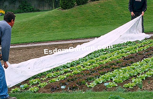 Fagyvédelem a kertben: téli fátyol - téli Téli fátyol fektetése