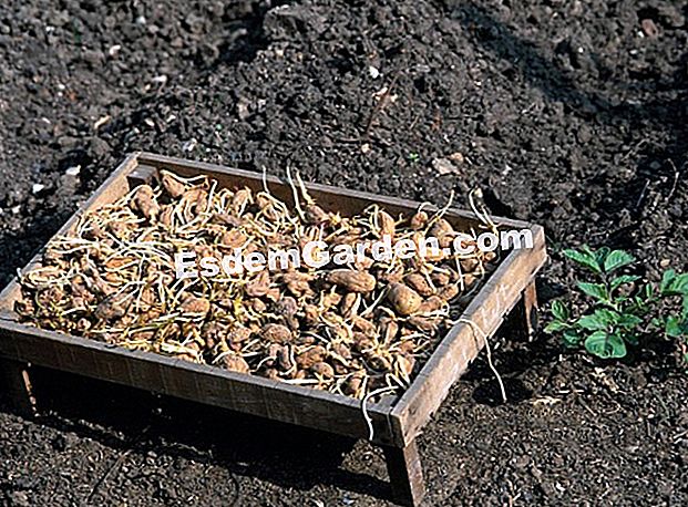 Germogliare le piantine in inverno - (germogliare) Come far germogliare le patate?