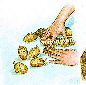 Germinazione della patata - (delle) Ordina i tuberi