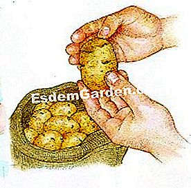 Germinazione della patata - (patate) Piante di patate commerciali