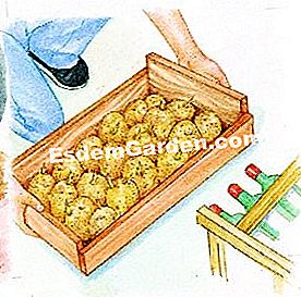Germinazione della patata - (patata) Germinazione delle piante