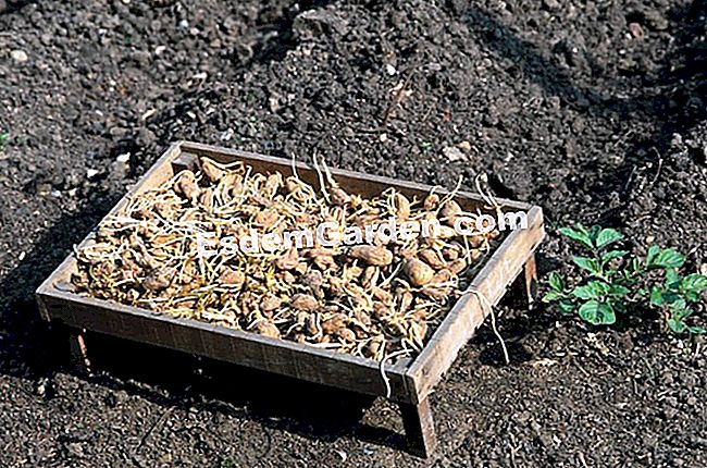 Germinazione della patata - (della) Germinazione della patata