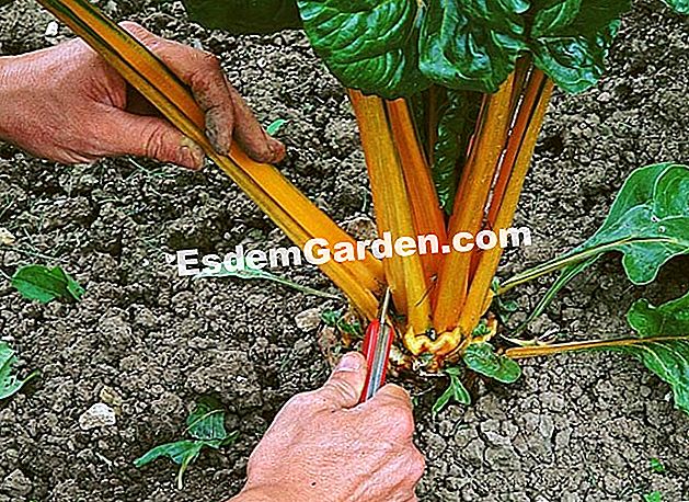 Tuai dan simpan chard - (chard) Chard berbilang warna di taman dapur