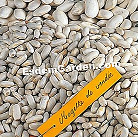 Sayuran yang baik berkembang di rantau Barat - (baik) Mogette of Vendée