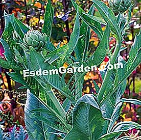 Sayuran yang baik berkembang di rantau Barat - (rantau) Artichoke 'Camus de Bretagne'