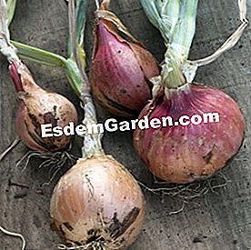 Sayuran yang baik berkembang di rantau Barat - (sayuran) Bawang 'Keravel'