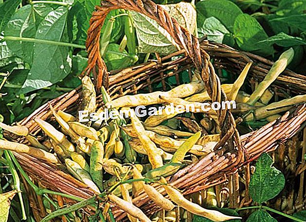 Sayuran yang baik berkembang di rantau Barat - (baik) Kacang kering 'Coco de Paimpol' - F. Marre - EsdemGarden