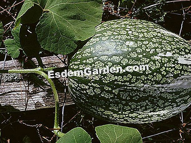 La calabaza de Siam, un viajero lejano - (calabaza Siam) Squash de Siam
