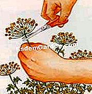 Tuai dan simpanlah ketumbar - (yang) Tuai benih