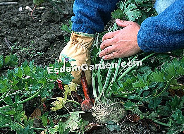 Coseche y almacene la raíz de apio - (cosecha) Cosecha de raíz de apio