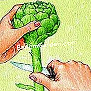 Tuai artichoke itu - (kepala) Potong kepala artichoke