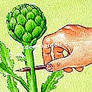 Tuai artichoke itu - (anda) Gerakkan batang