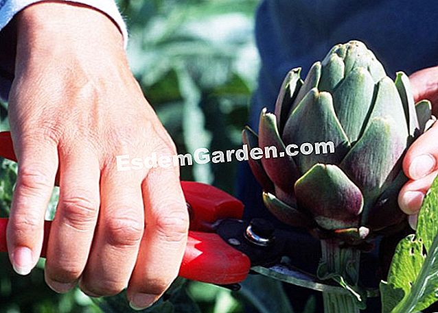 Tuai artichoke itu - (tuai) Tuai artichoke itu
