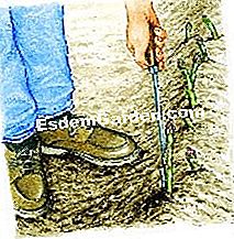 Tuai asparagus - (anda) Taji asparagus ditutup dengan rabung