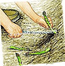 Tuai asparagus - (tahun) Pilih asparagus itu
