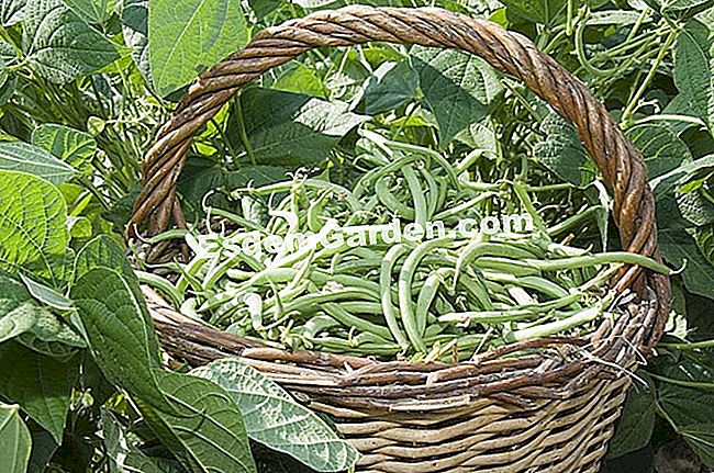 A betakarítás a törpe zöldbab - zöldbab F.Marre - esdemgarden.com- a Pagaille mezője