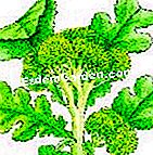 Kubis broccoli tuai - (tuai) Bila hendak menuai