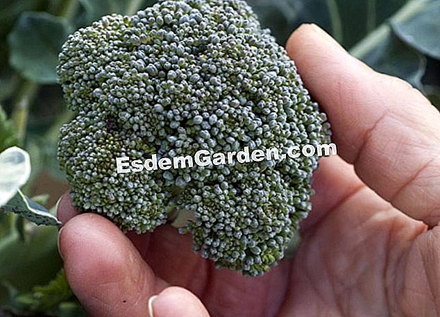 Kubis broccoli tuai - (yang) Kubis broccoli tuai