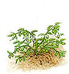 Ernte Kichererbse - (kichererbse) Kichererbse