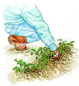 Ernte Kichererbse - (wird) Wähle die Hülsen aus