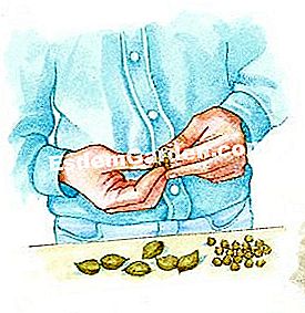 Ernte Kichererbse - (Gemüse) Getreide ernten, sortieren und lagern