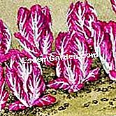 Tuai chicory Itali - (chicory) Bila hendak menuai
