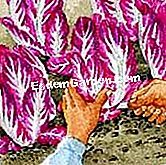 Tuai chicory Itali - (yang) Potong epal ke tanah