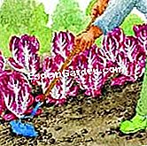Tuai chicory Itali - (chicory) Bersihkan dan dekompak tanah