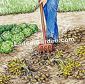 Tuai kentang - (atau) Ripkan ubi