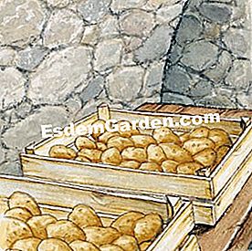 Tuai kentang - (atau) Susun dan simpan ubi