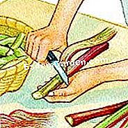 大黄を収穫する - (大黄を収穫する) 葉柄の根と葉を切る