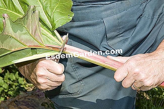 大黄を収穫する