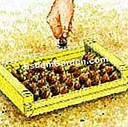 Panaskan kelabu kelabu - (panaskan) Simpan bawang merah dalam rak