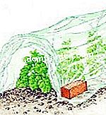 Arroche Hasat - için Donları koruyun
