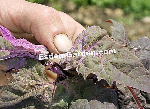 Arroche Hasat - için F.Marre - esdemgarden.com- Pagaille Bölgesi