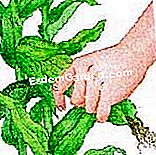Tuai jagung manis - (mereka) Pilih telinga jagung