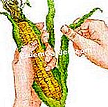 Tuai jagung manis - (jagung) Keluarkan sarung hijau