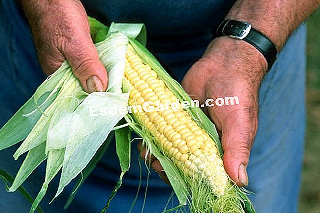 Tuai jagung manis - (manis) Tuai jagung manis