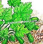 Tuai zucchini - (tuai) Melindungi buah-buahan dengan membersihkan mulut