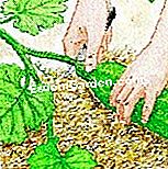 Tuai zucchini - (untuk) Tuai zucchini